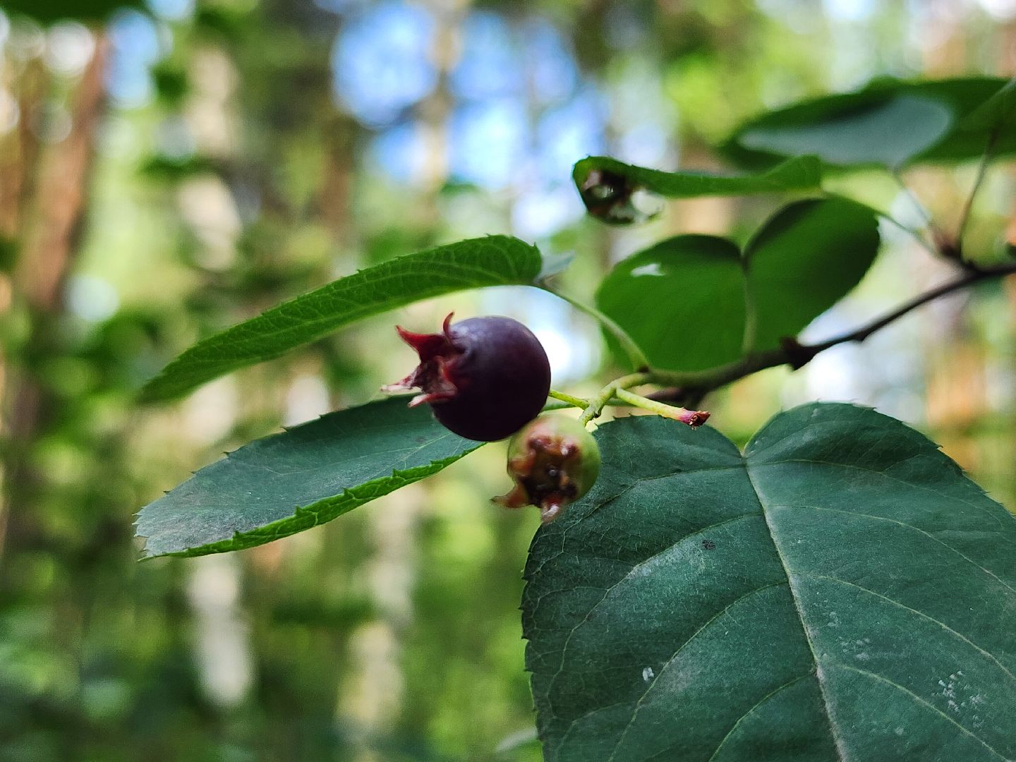 ягодный сезон, ирга, сбор ягод, ногинское лесничество, богородский городской округ,