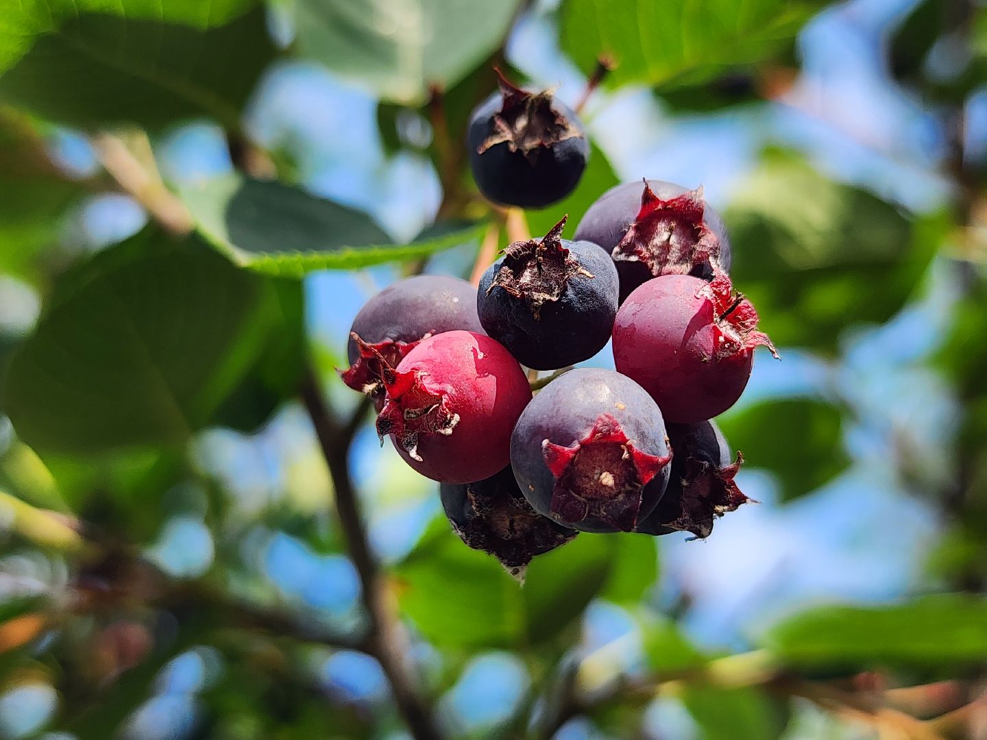 ягодный сезон, ирга, сбор ягод, ногинское лесничество, богородский городской округ,