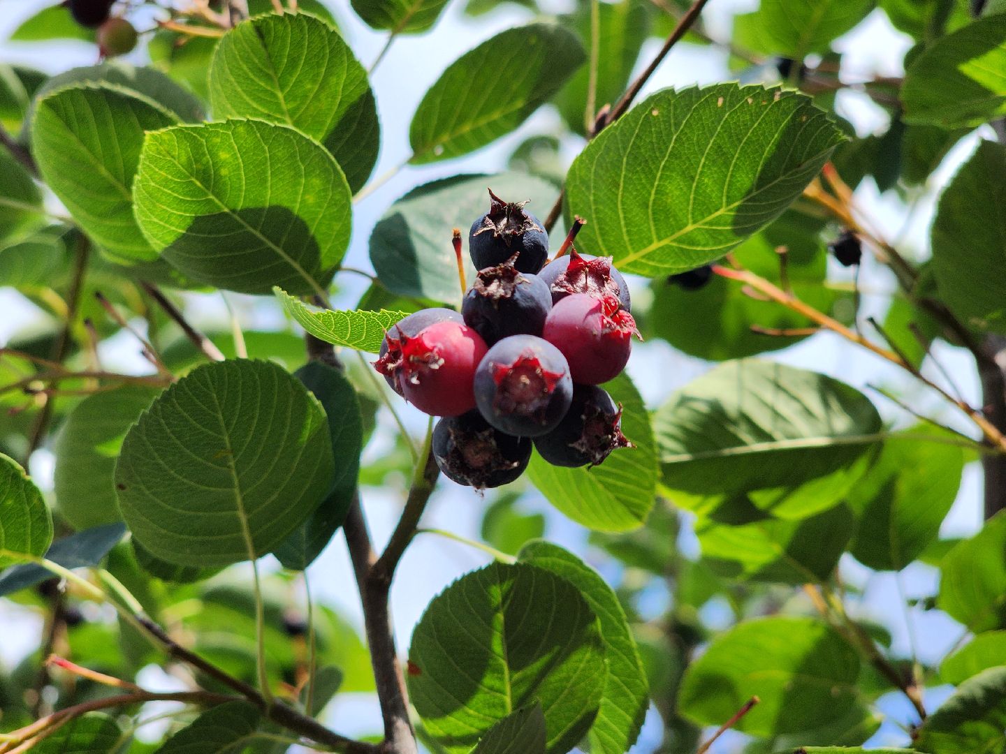 ягодный сезон, ирга, сбор ягод, ногинское лесничество, богородский городской округ,