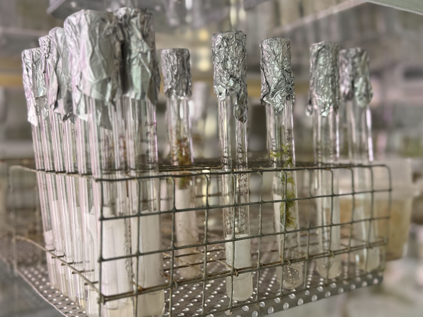 ФНЦО ВНИИСОК, Грибовская станция, Одинцово, Молодые учные,