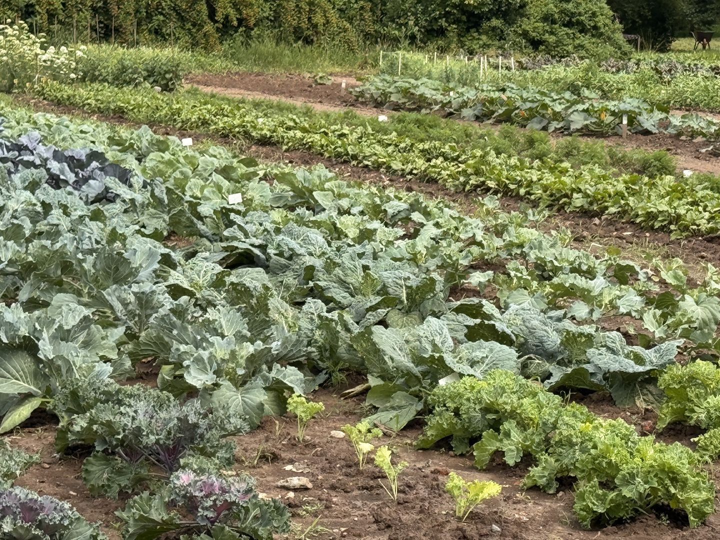 ФНЦО ВНИИСОК, Грибовская станция, Одинцово, Молодые учные,