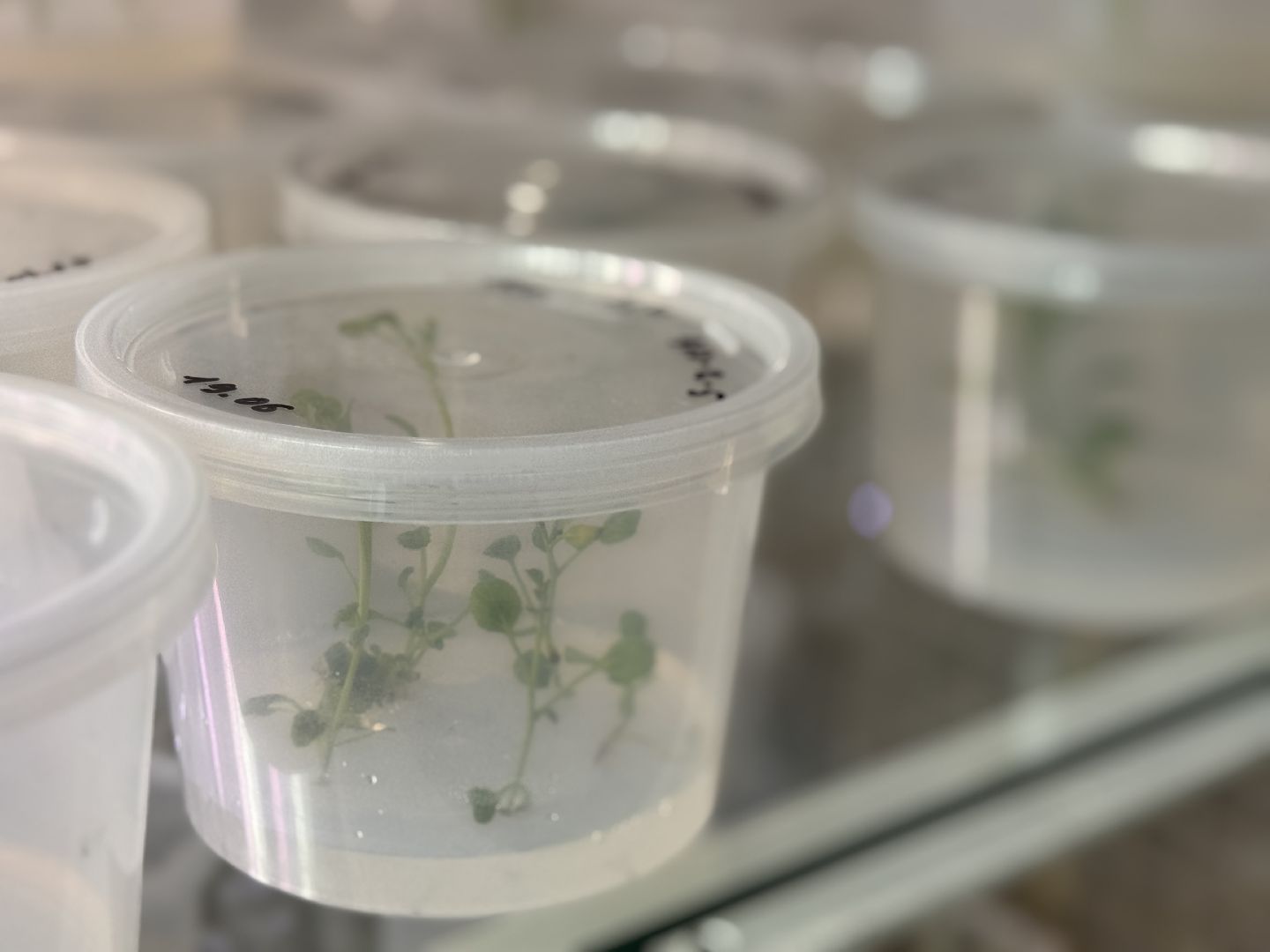 ФНЦО ВНИИСОК, Грибовская станция, Одинцово, Молодые учные,