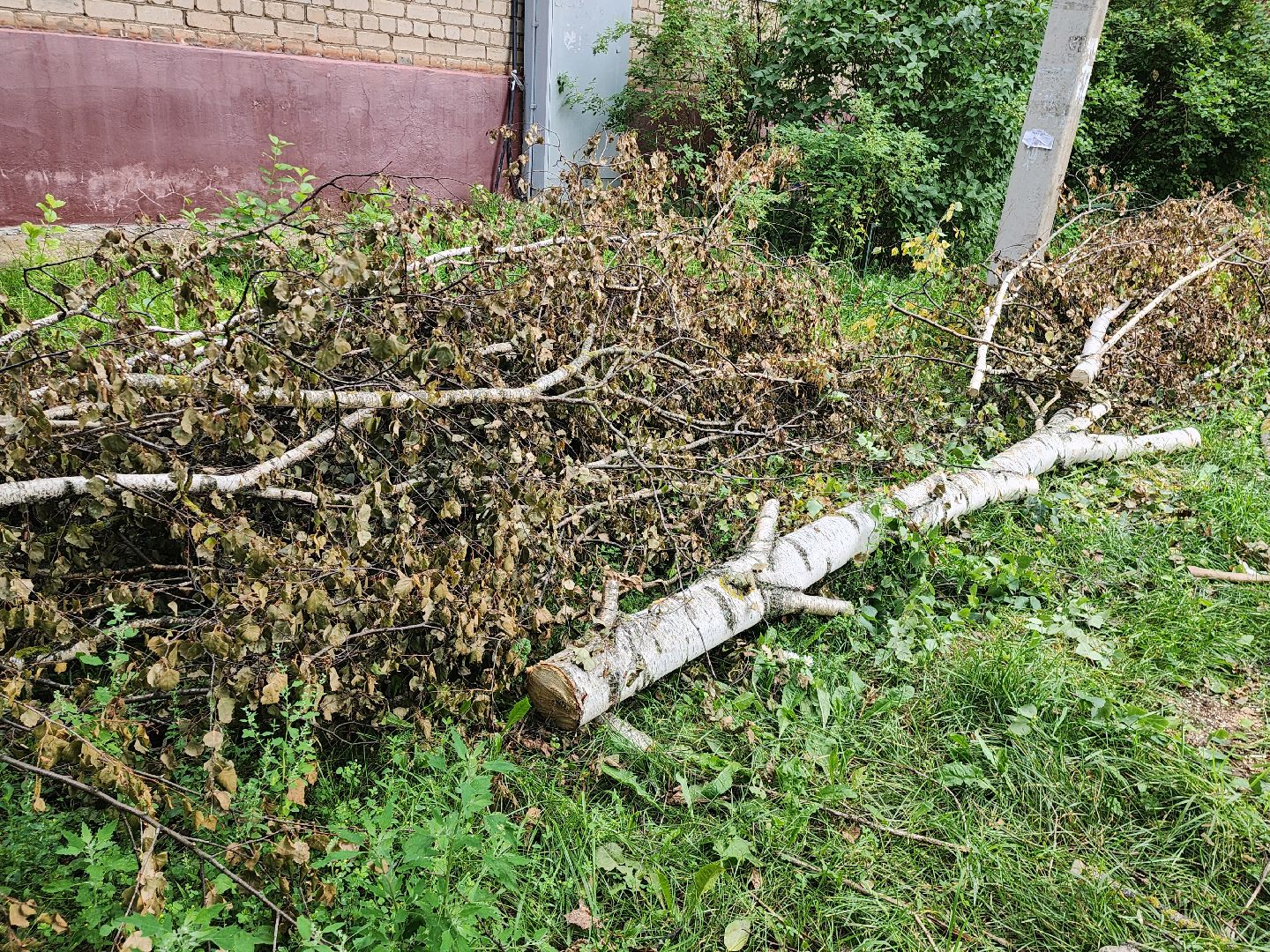 Истра, спил деревьев, непогода, упавшие деревья,