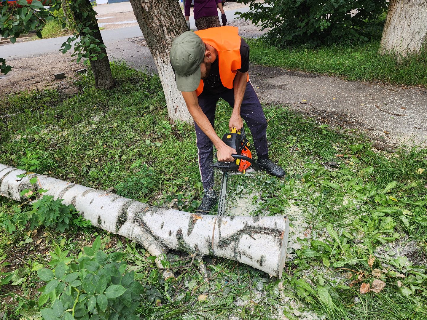 Истра, спил деревьев, непогода, упавшие деревья,