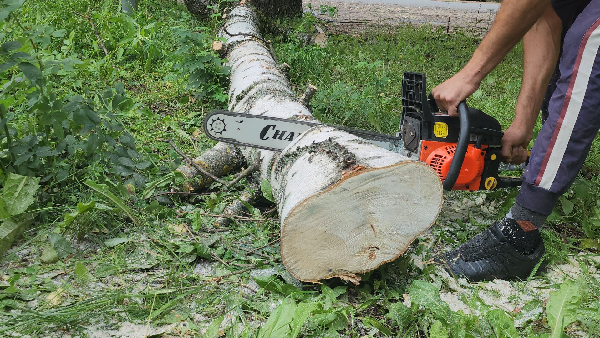 Истра, спил деревьев, непогода, упавшие деревья,