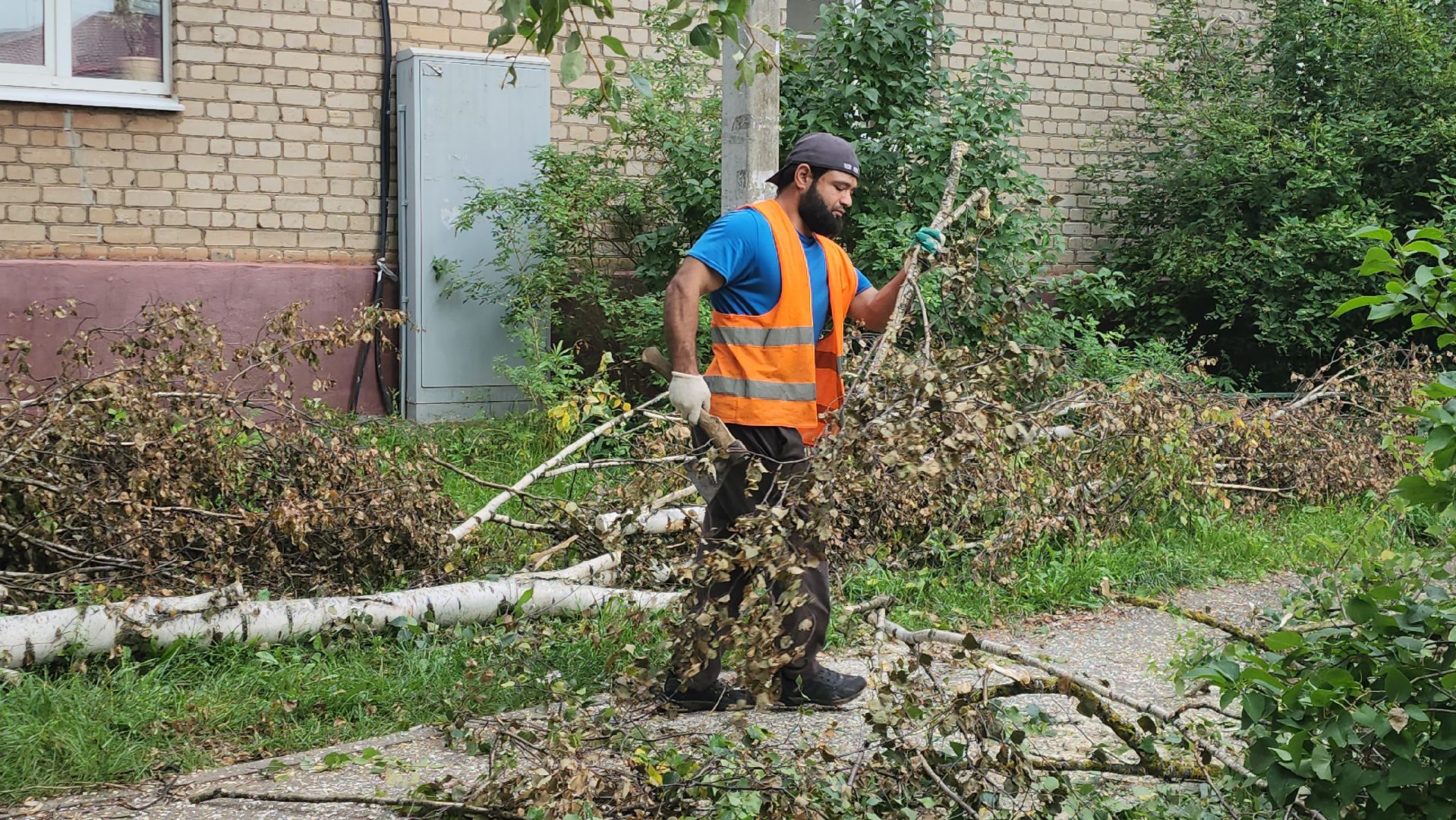 Истра, спил деревьев, непогода, упавшие деревья,