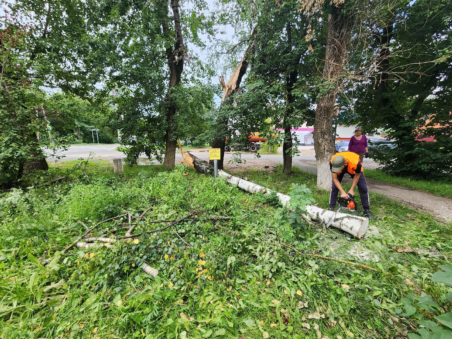 Истра, спил деревьев, непогода, упавшие деревья,