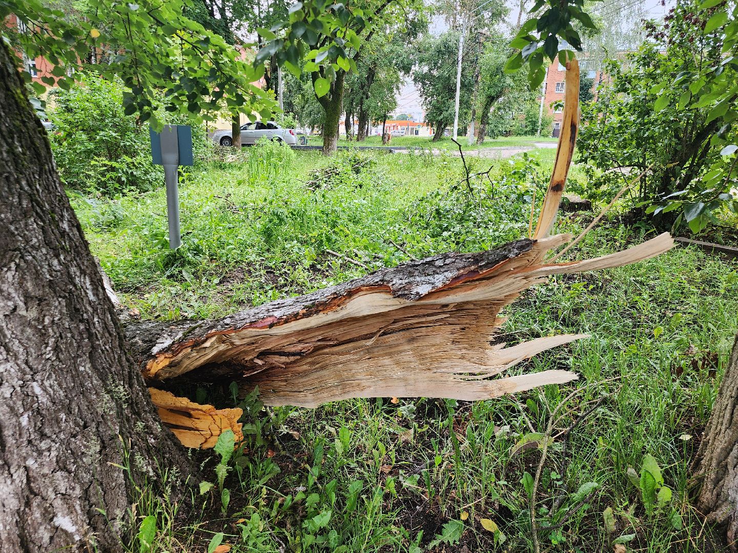 Истра, спил деревьев, непогода, упавшие деревья,