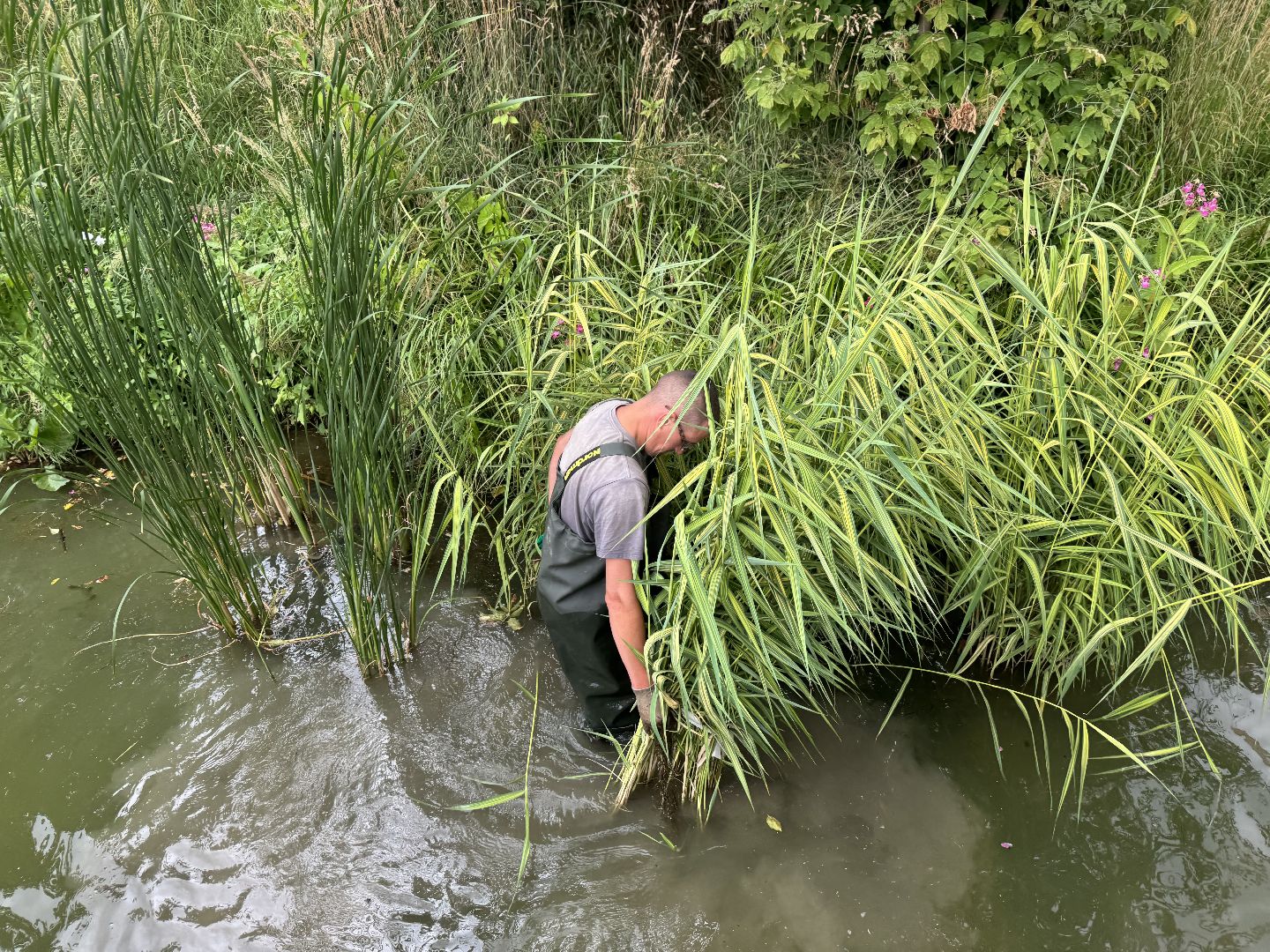 малый тарычевский пруд, ленинский городской округ, благоустойство, высадка растений,
