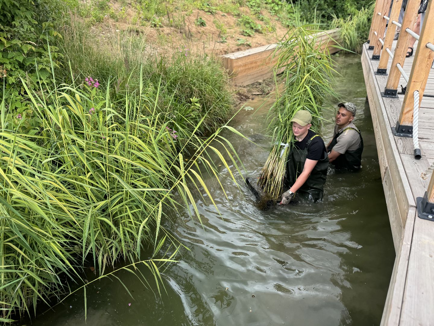 малый тарычевский пруд, ленинский городской округ, благоустойство, высадка растений,