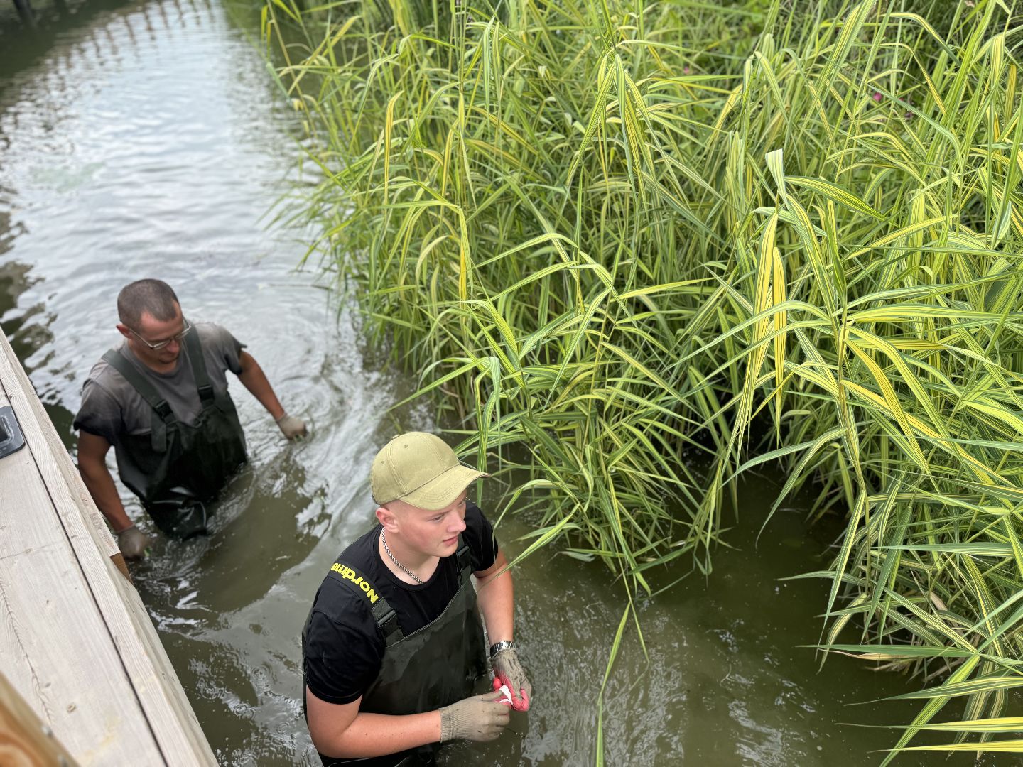 малый тарычевский пруд, ленинский городской округ, благоустойство, высадка растений,