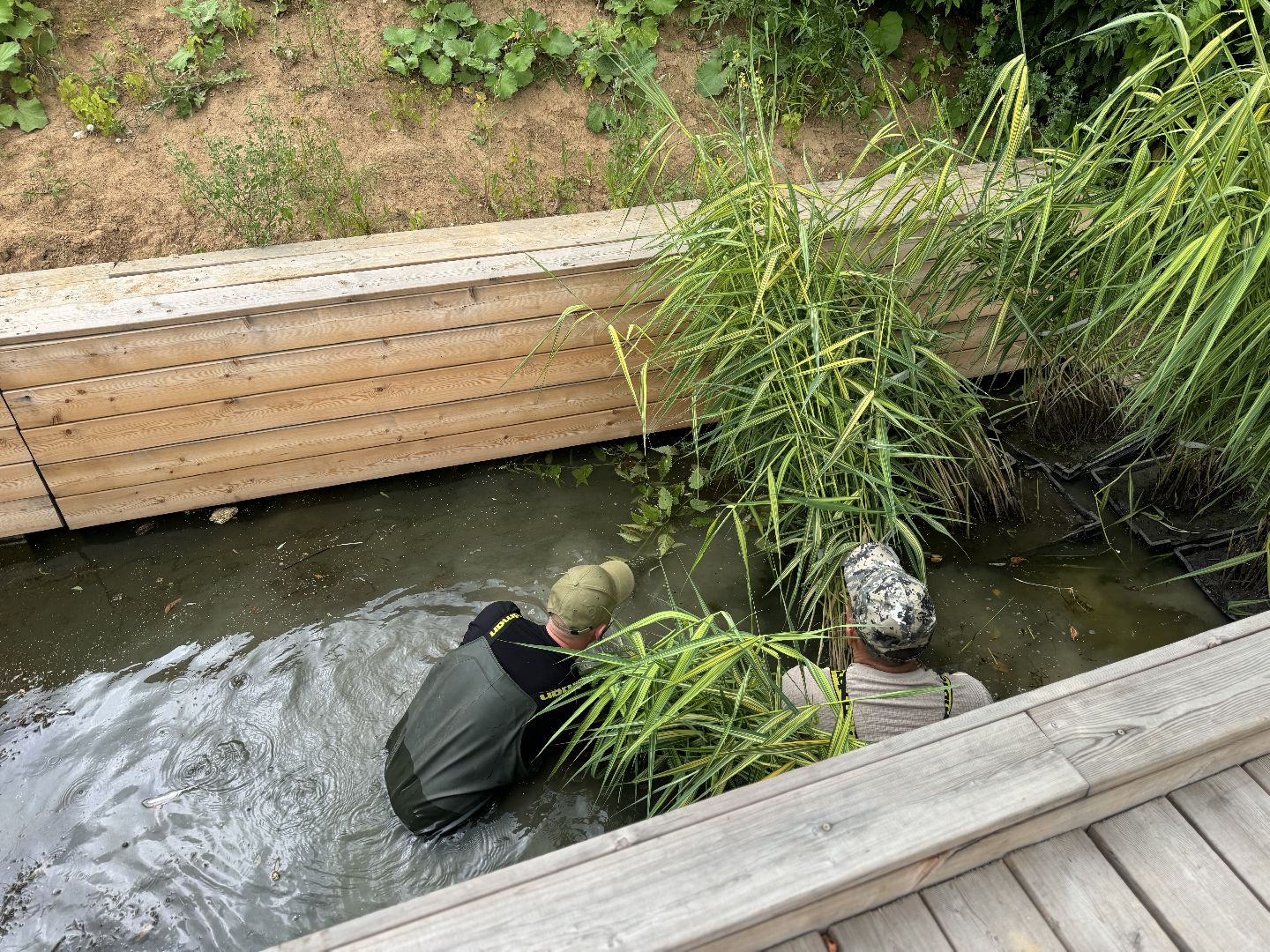 малый тарычевский пруд, ленинский городской округ, благоустойство, высадка растений,