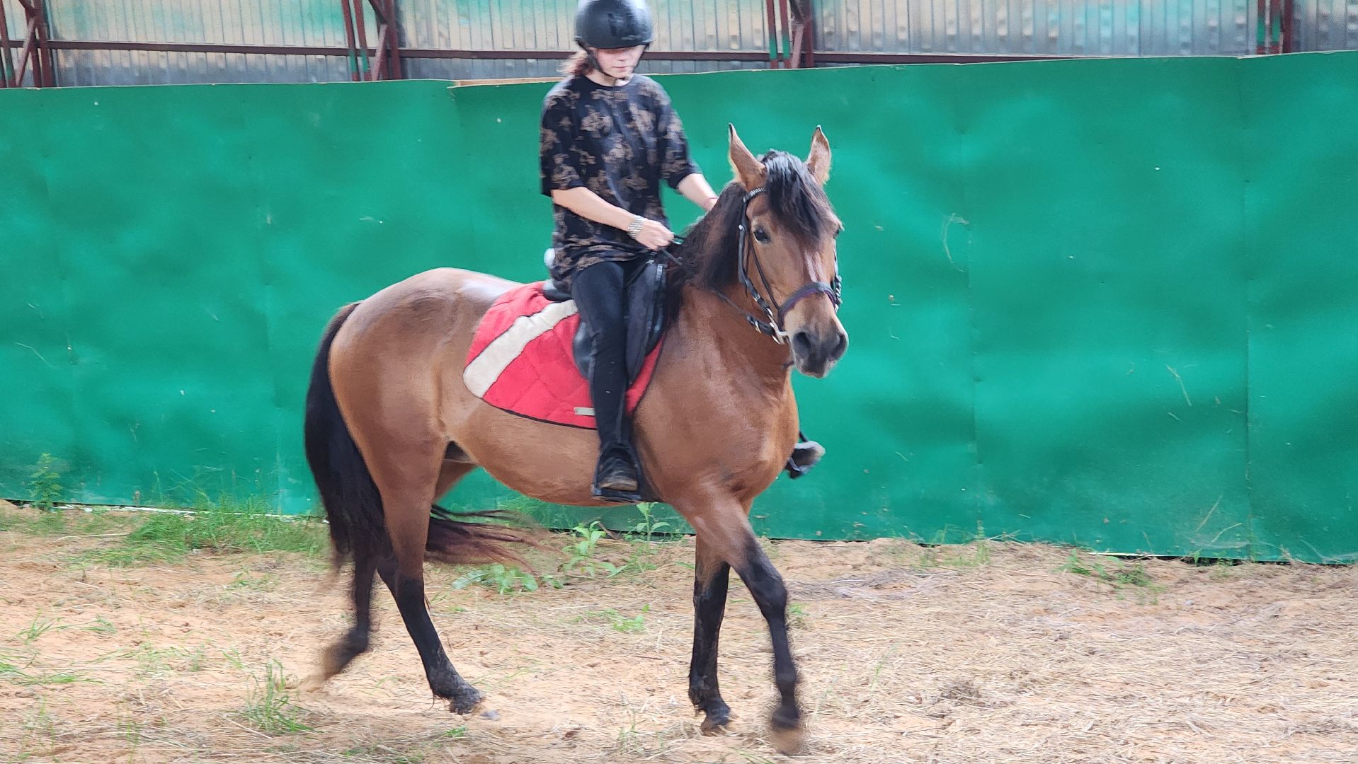 волоколамск, опекунство, приемные дети, лошади,
