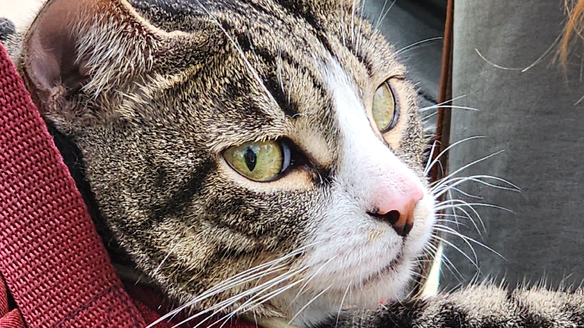 солнечногорск, городской парк, вакцинация, бешенство, домашние животные,