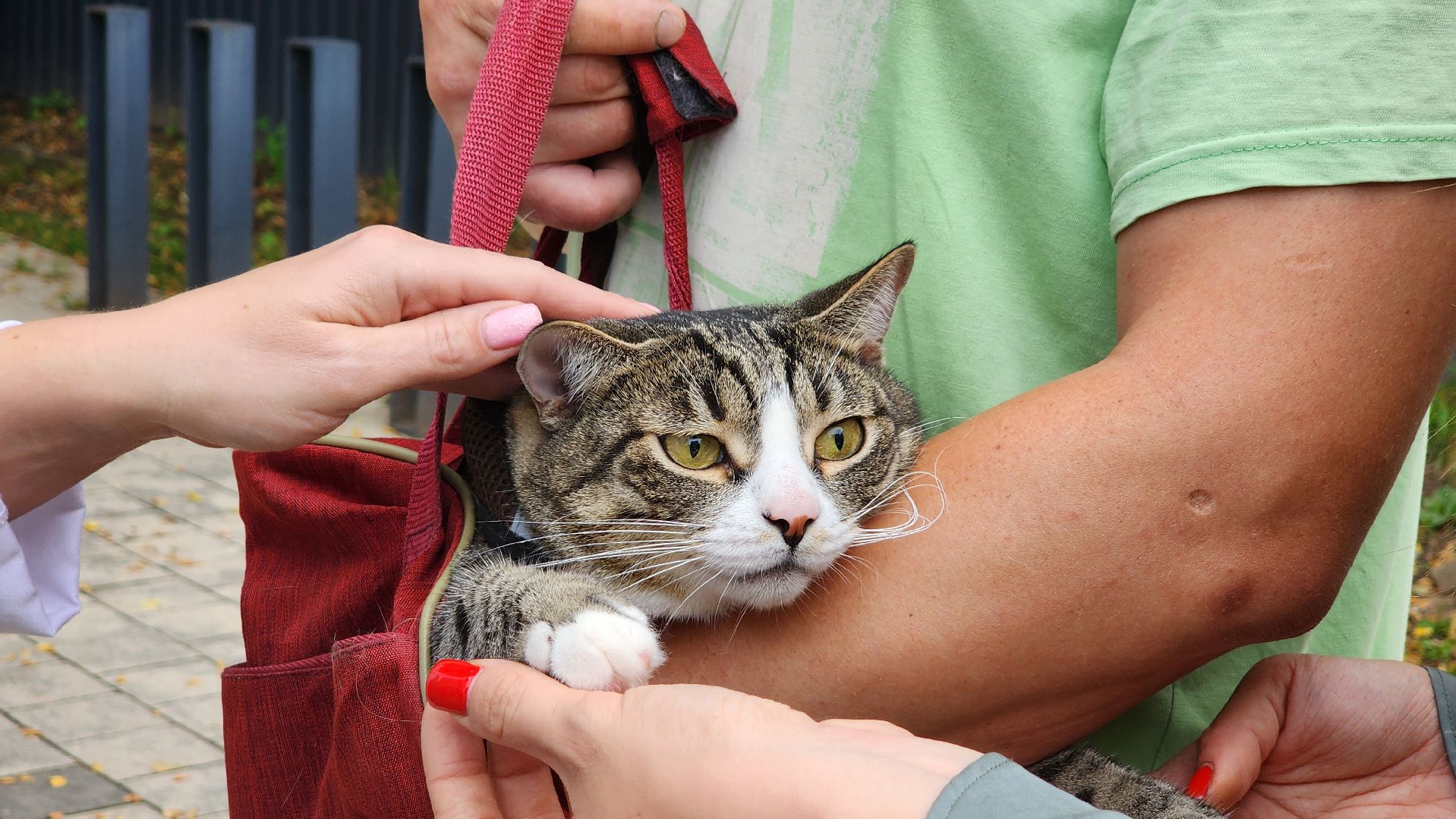 солнечногорск, городской парк, вакцинация, бешенство, домашние животные,