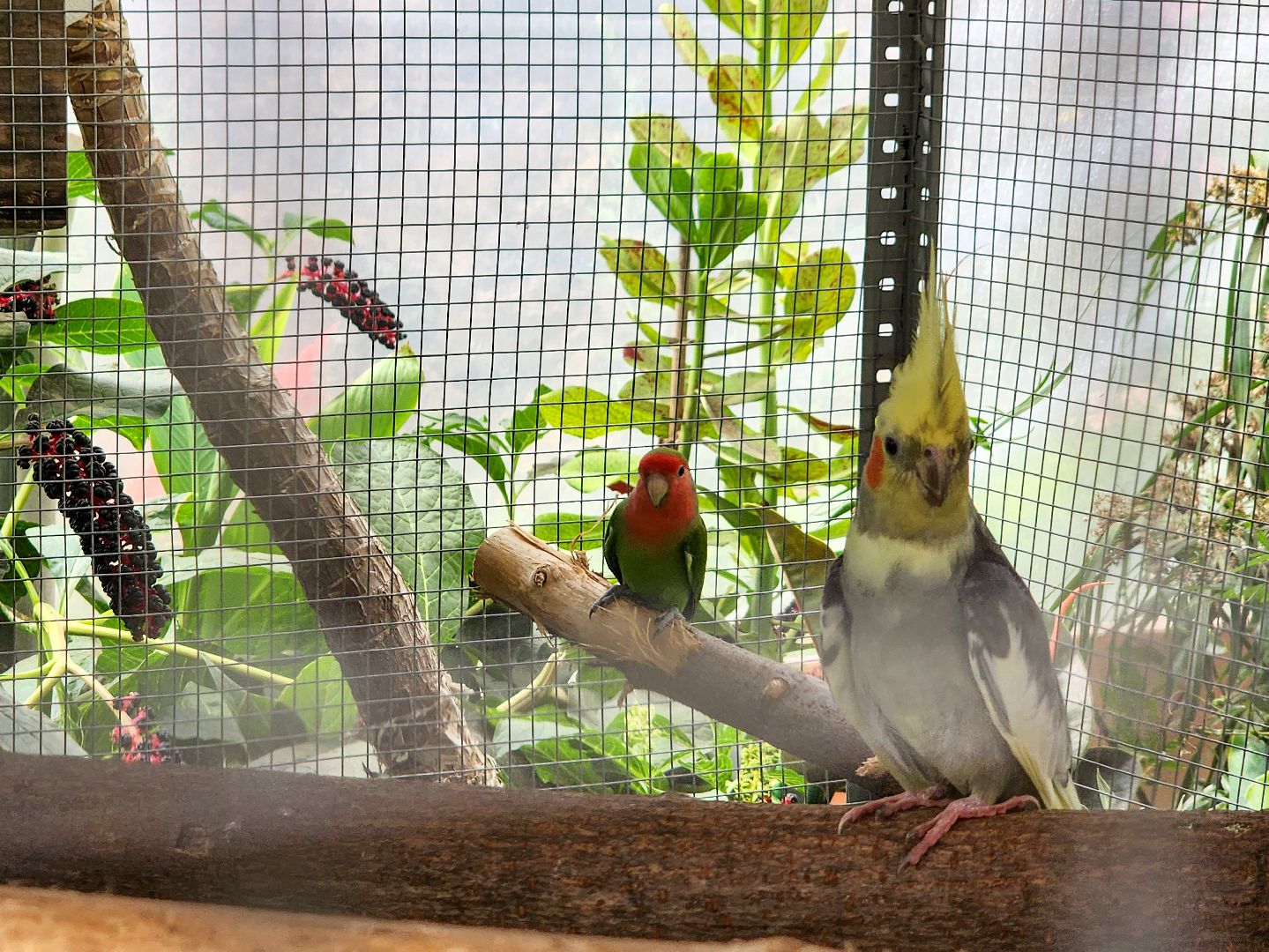 Подольск, школа 29 имени забродина, профильные классы, ветеринарный класс,набор учеников,