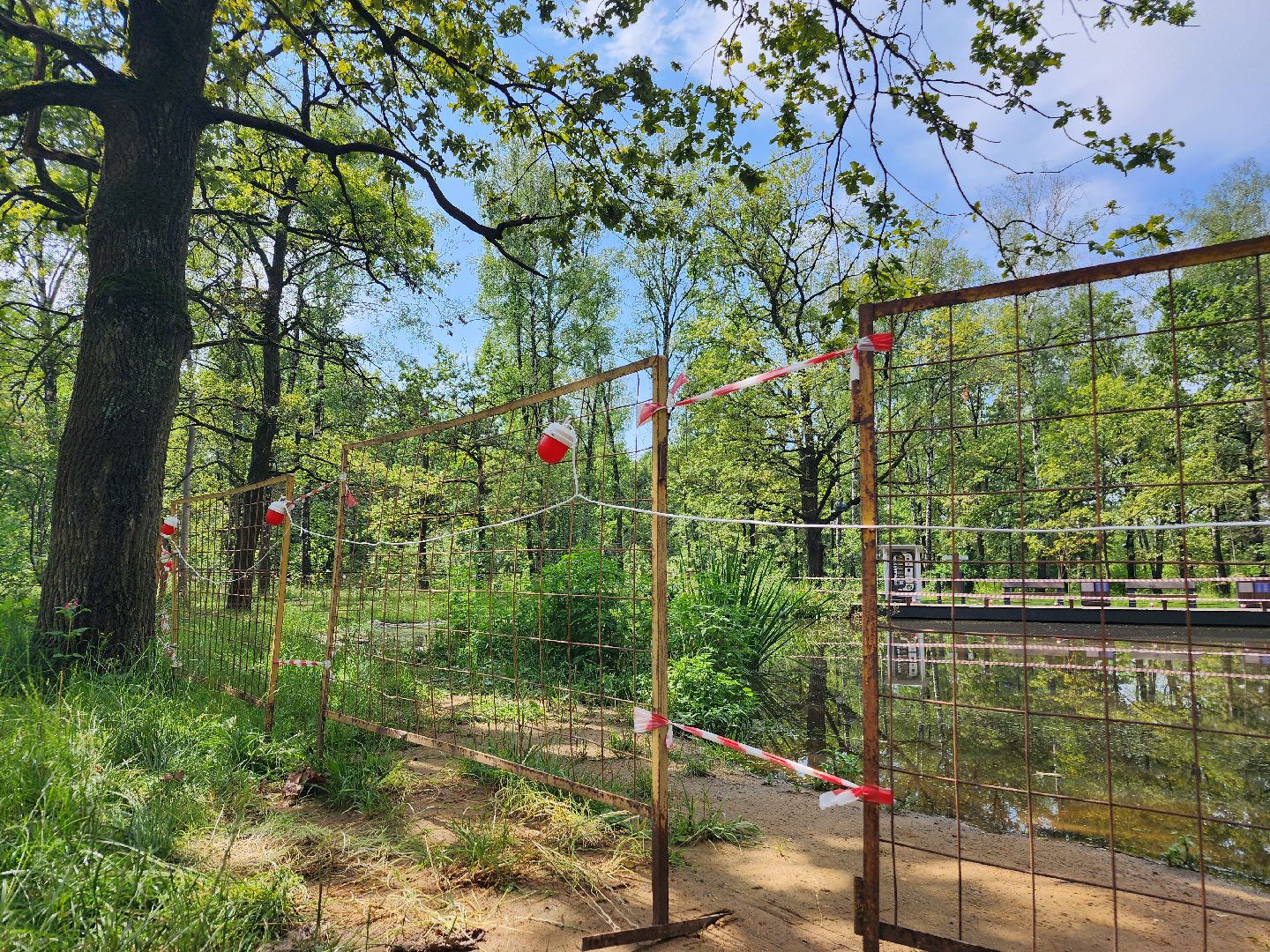 фрязино, благоустройство, лесопарк, очистка пруда,