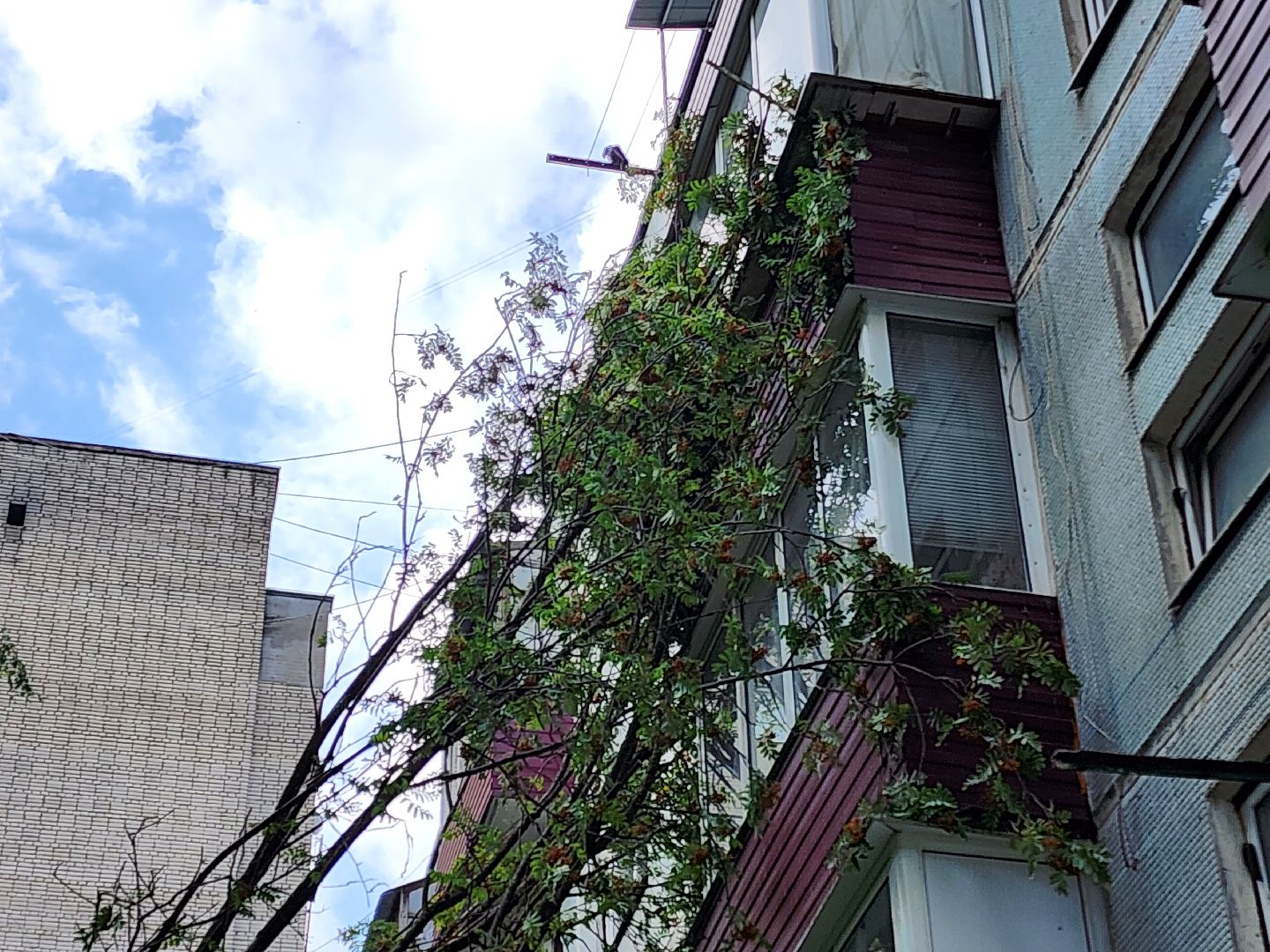 чехов, вокзальная площадь 2, аварийные деревья, удаление упавших деревьев, сухостой, содержание придомовой территории, мбу чеховское благоустройство, уборка веток,содержание двора,добродел,