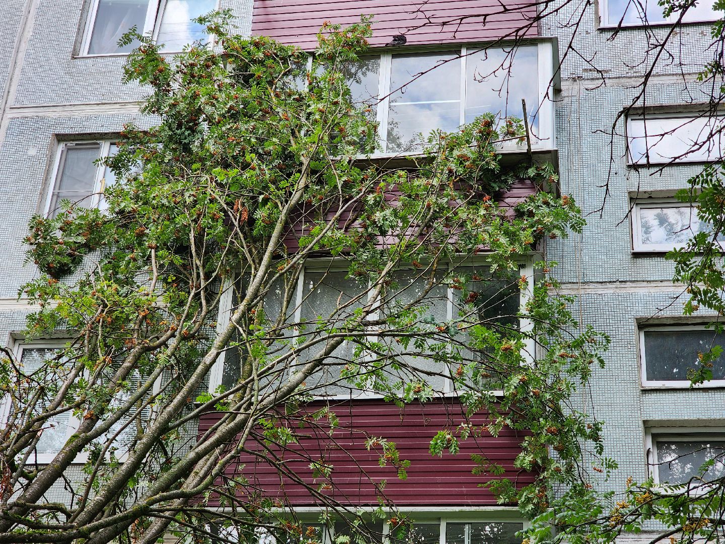 чехов, вокзальная площадь 2, аварийные деревья, удаление упавших деревьев, сухостой, содержание придомовой территории, мбу чеховское благоустройство, уборка веток,содержание двора,добродел,