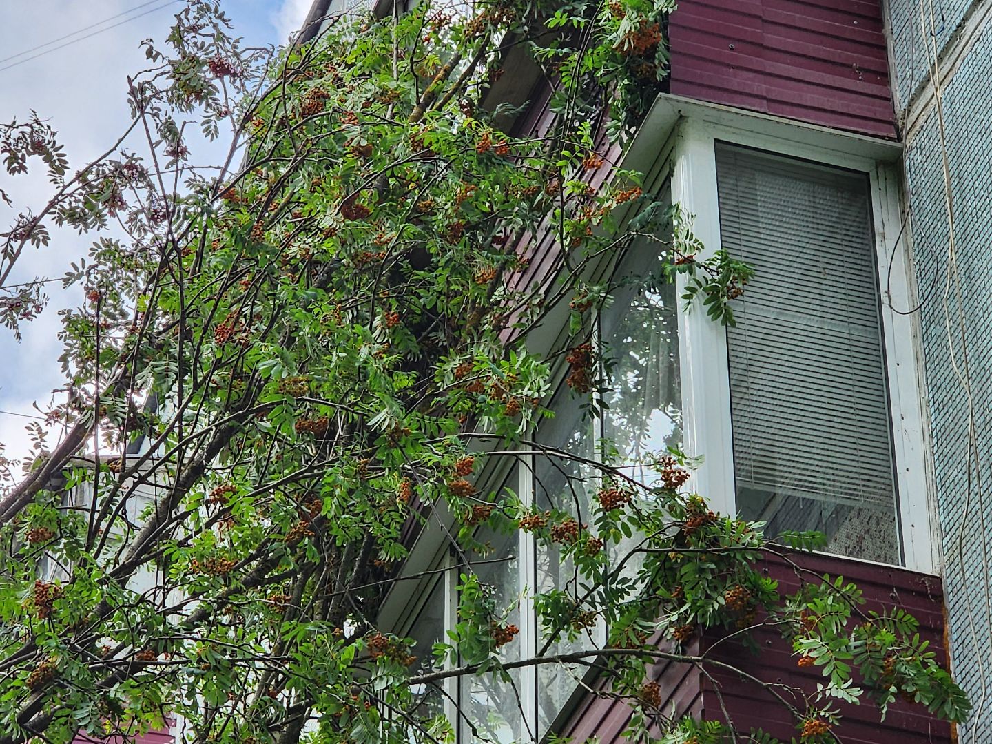 чехов, вокзальная площадь 2, аварийные деревья, удаление упавших деревьев, сухостой, содержание придомовой территории, мбу чеховское благоустройство, уборка веток,содержание двора,добродел,