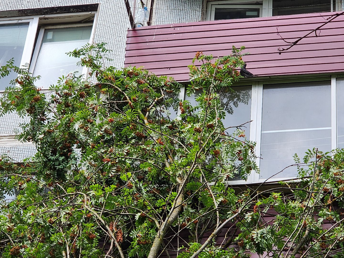 чехов, вокзальная площадь 2, аварийные деревья, удаление упавших деревьев, сухостой, содержание придомовой территории, мбу чеховское благоустройство, уборка веток,содержание двора,добродел,