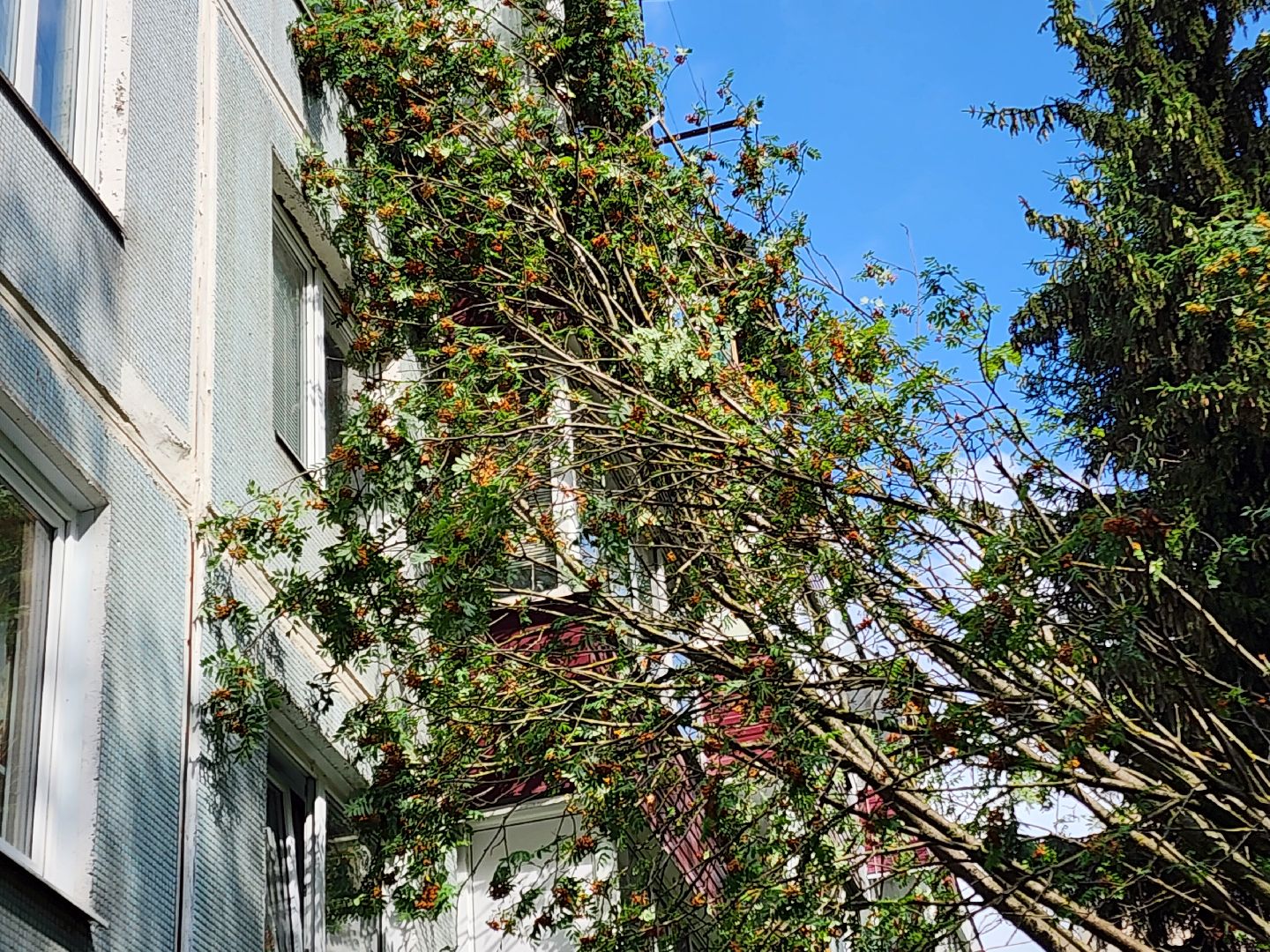 чехов, вокзальная площадь 2, аварийные деревья, удаление упавших деревьев, сухостой, содержание придомовой территории, мбу чеховское благоустройство, уборка веток,содержание двора,добродел,