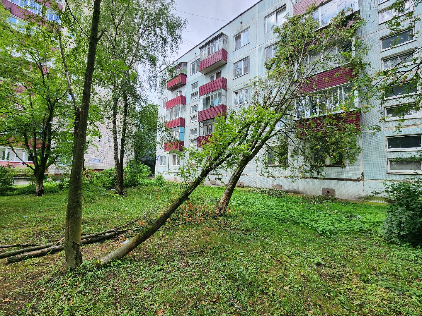 чехов, вокзальная площадь 2, аварийные деревья, удаление упавших деревьев, сухостой, содержание придомовой территории, мбу чеховское благоустройство, уборка веток,содержание двора,добродел,