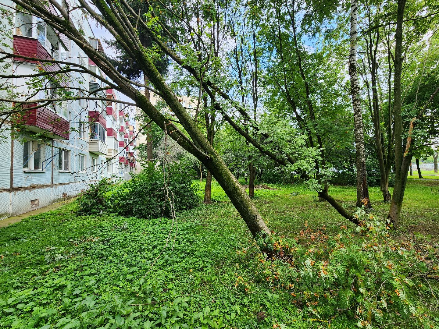 чехов, вокзальная площадь 2, аварийные деревья, удаление упавших деревьев, сухостой, содержание придомовой территории, мбу чеховское благоустройство, уборка веток,содержание двора,добродел,