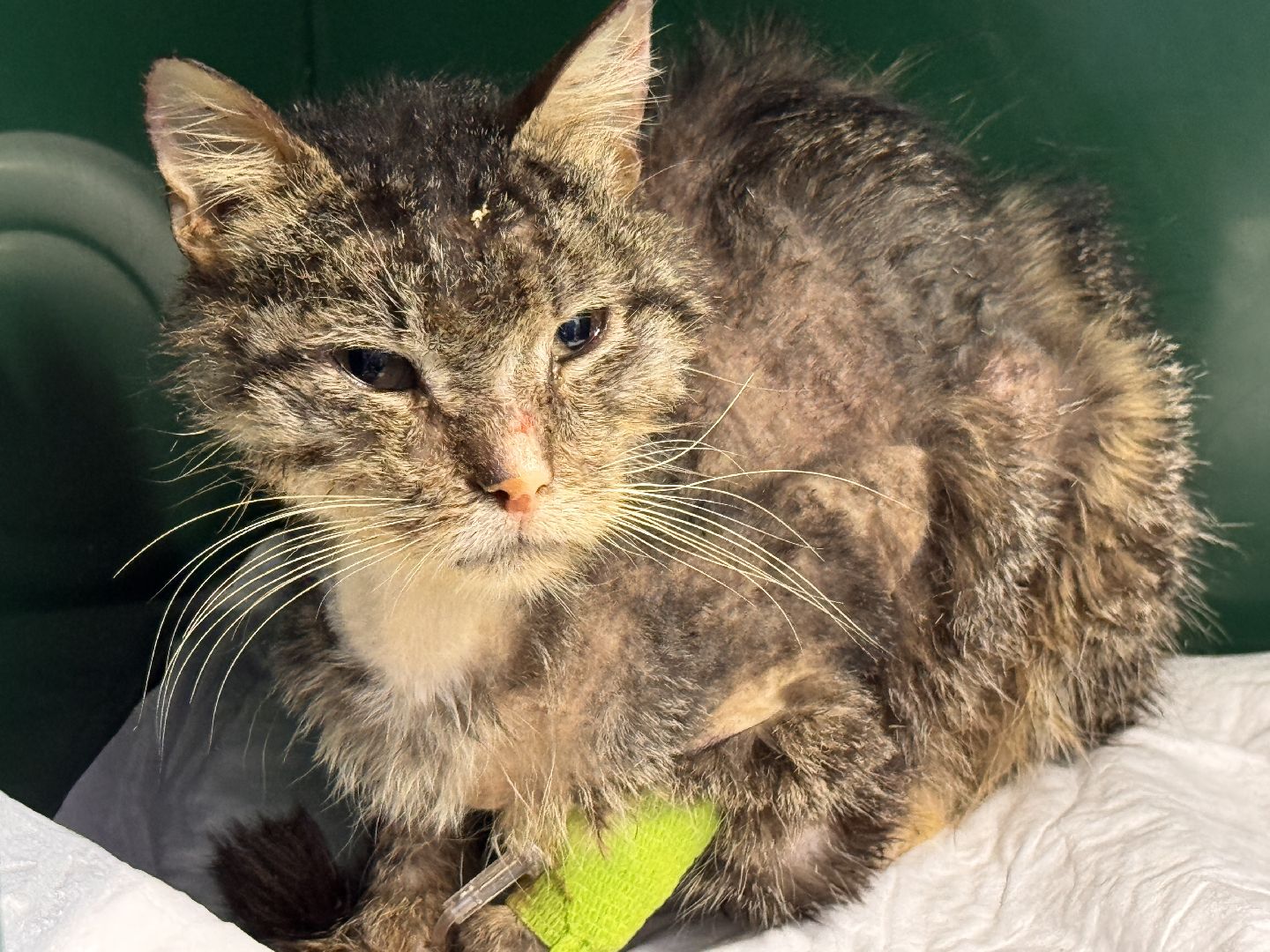 Спасатели из Голицыно, Спасение кота, Кот попросил помощи, псч 244,