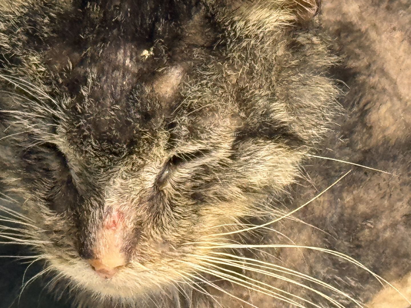 Спасатели из Голицыно, Спасение кота, Кот попросил помощи, псч 244,