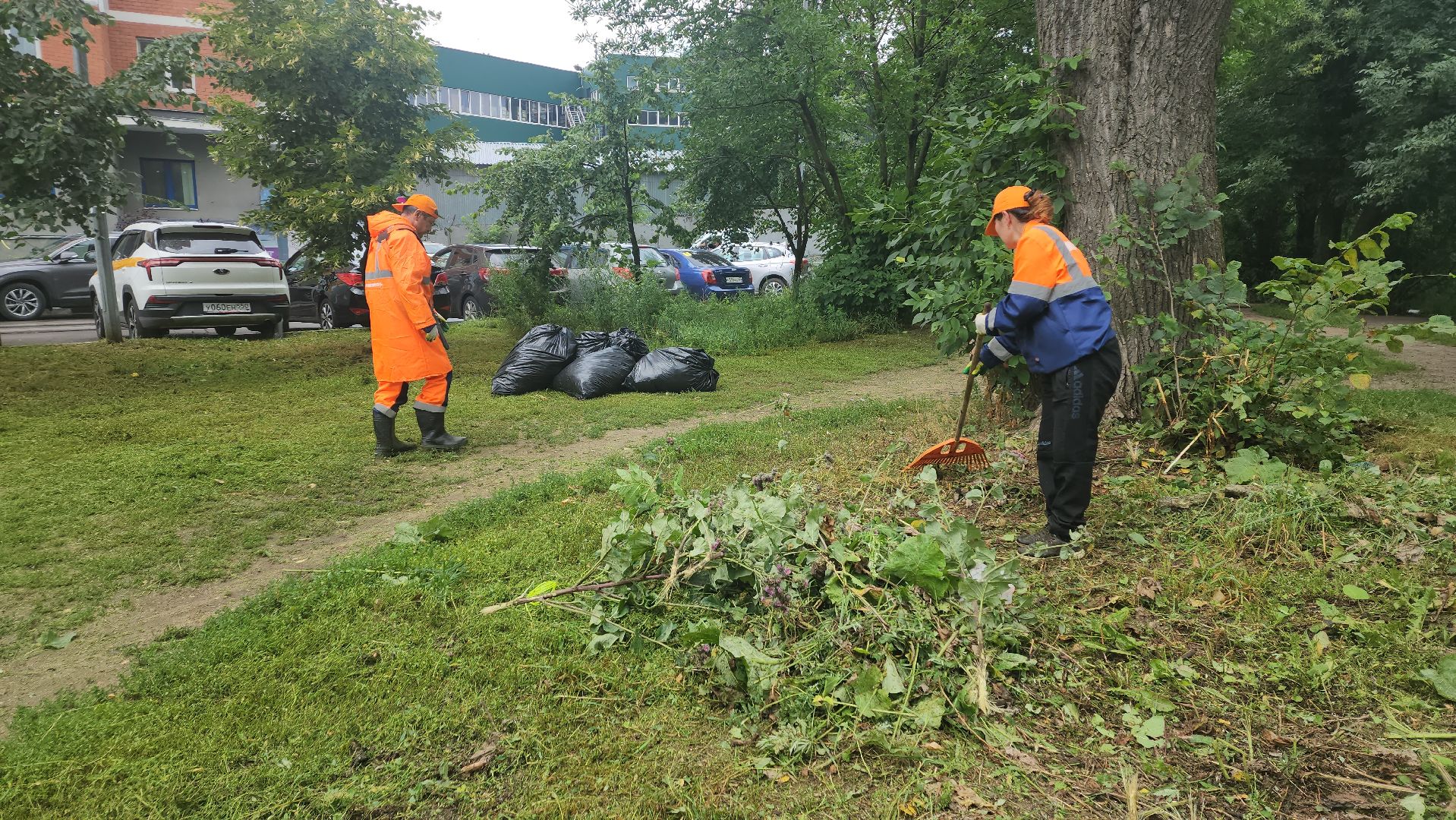 вертикалки, пушкино, покос травы, уборка мусора, берег реки, коммунальная служба, экологический активизм, жители города,
