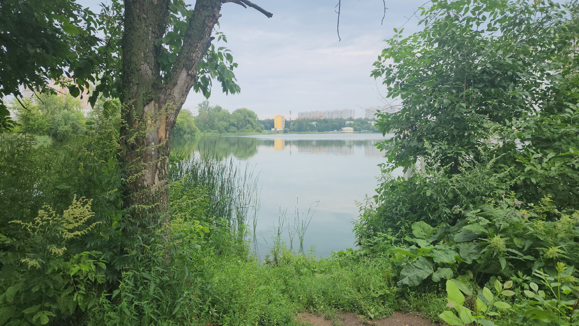 вертикалки, пушкино, покос травы, уборка мусора, берег реки, коммунальная служба, экологический активизм, жители города,