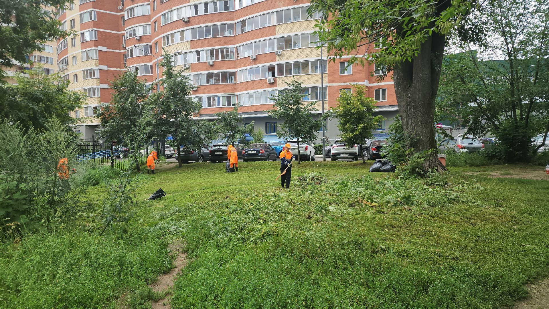 вертикалки, пушкино, покос травы, уборка мусора, берег реки, коммунальная служба, экологический активизм, жители города,