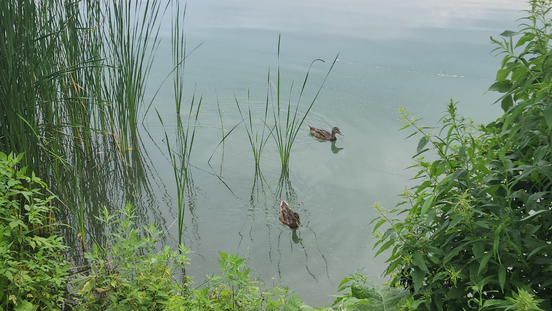 вертикалки, пушкино, покос травы, уборка мусора, берег реки, коммунальная служба, экологический активизм, жители города,