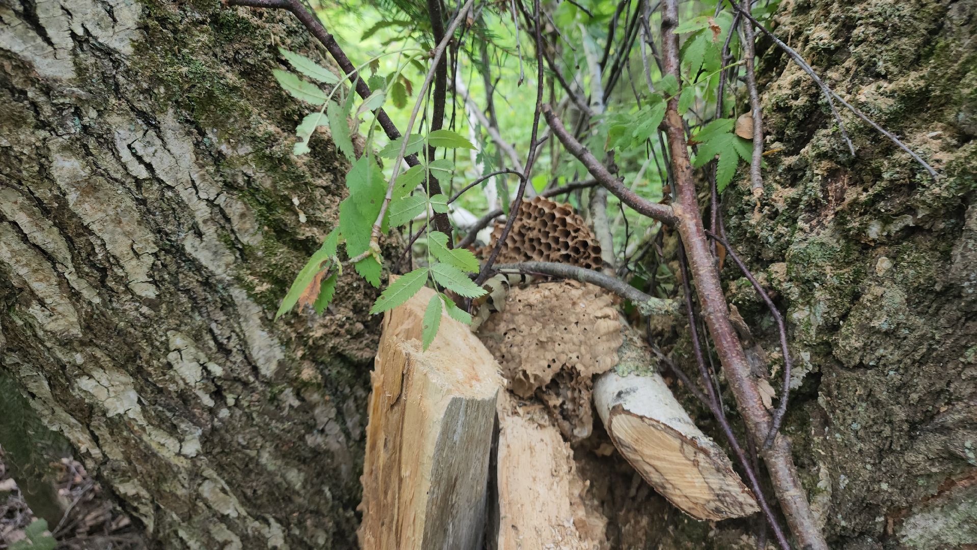 ступино, экология, санитарная вырубка леса,