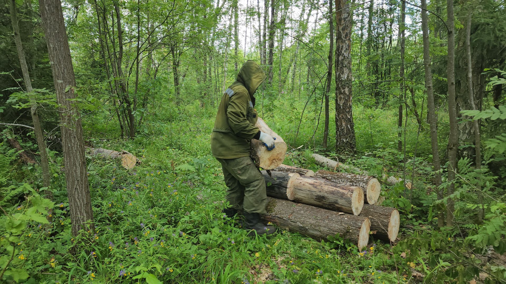 ступино, экология, санитарная вырубка леса,