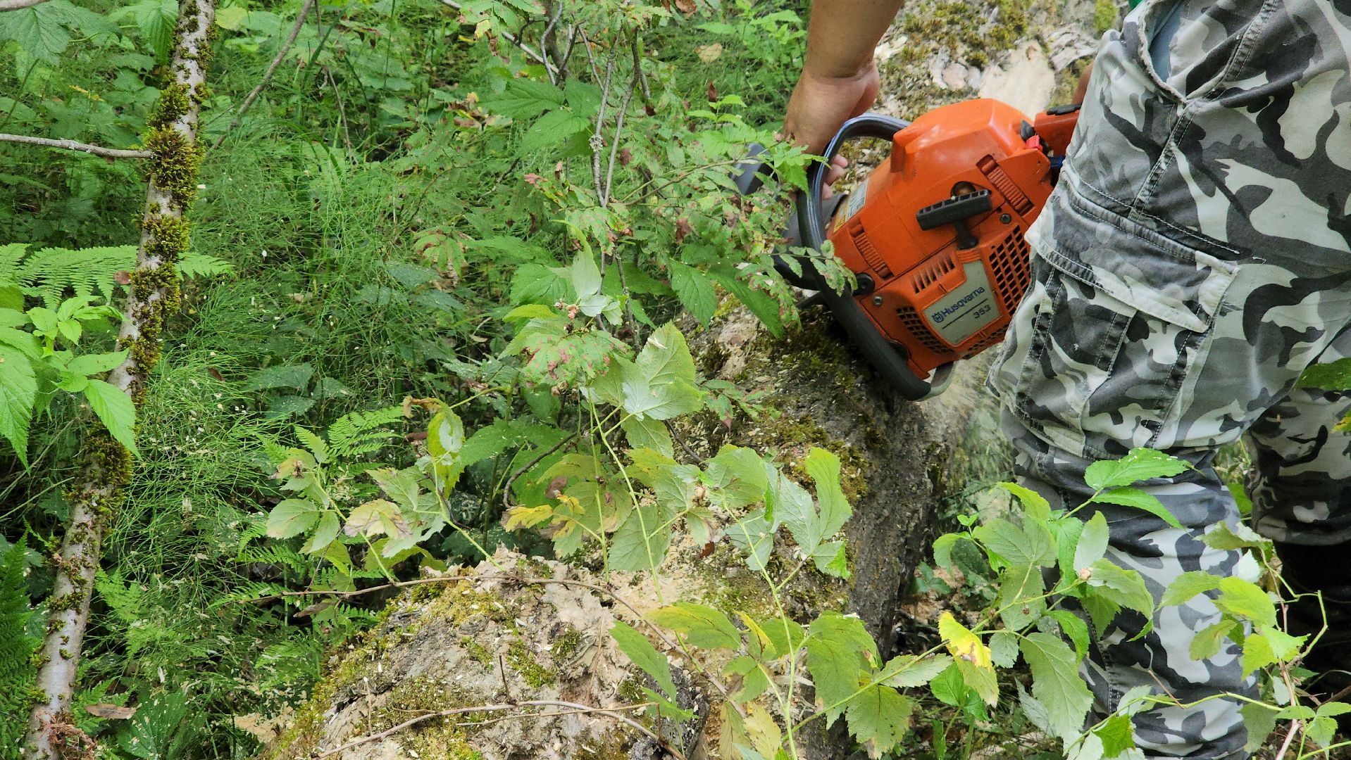 ступино, экология, санитарная вырубка леса,