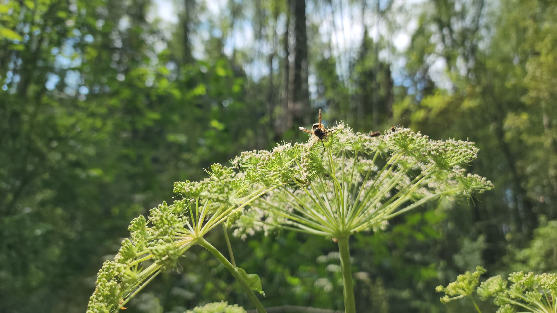 ступино, экология, санитарная вырубка леса,