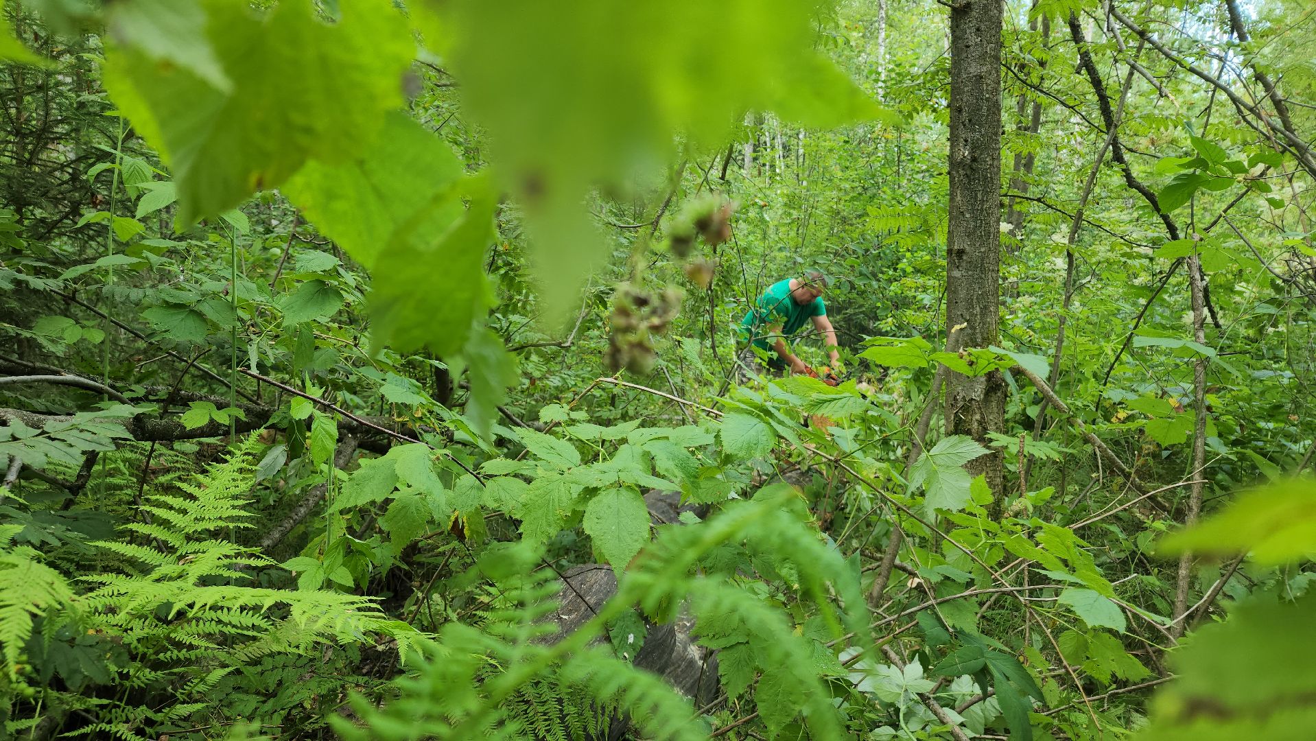 ступино, экология, санитарная вырубка леса,