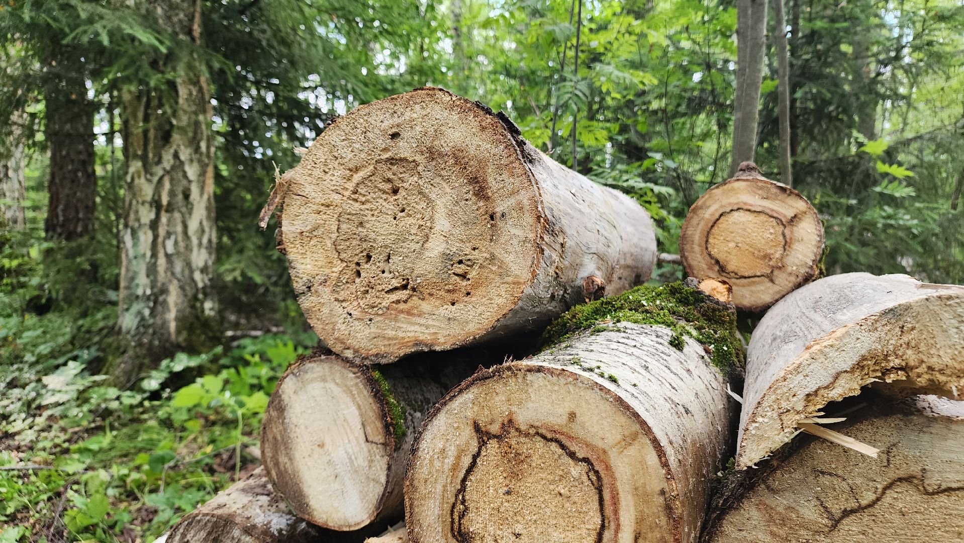 ступино, экология, санитарная вырубка леса,