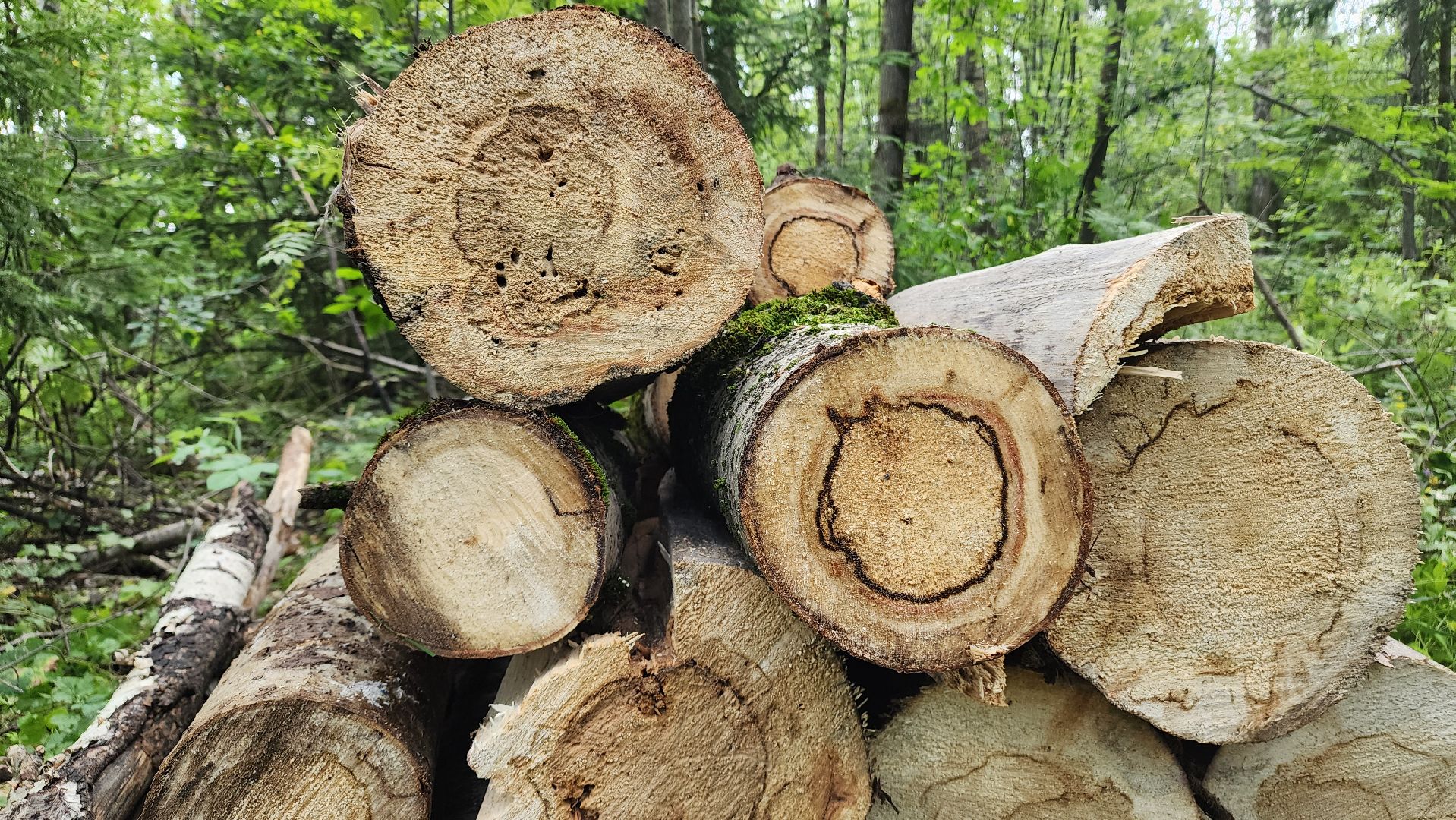 ступино, экология, санитарная вырубка леса,