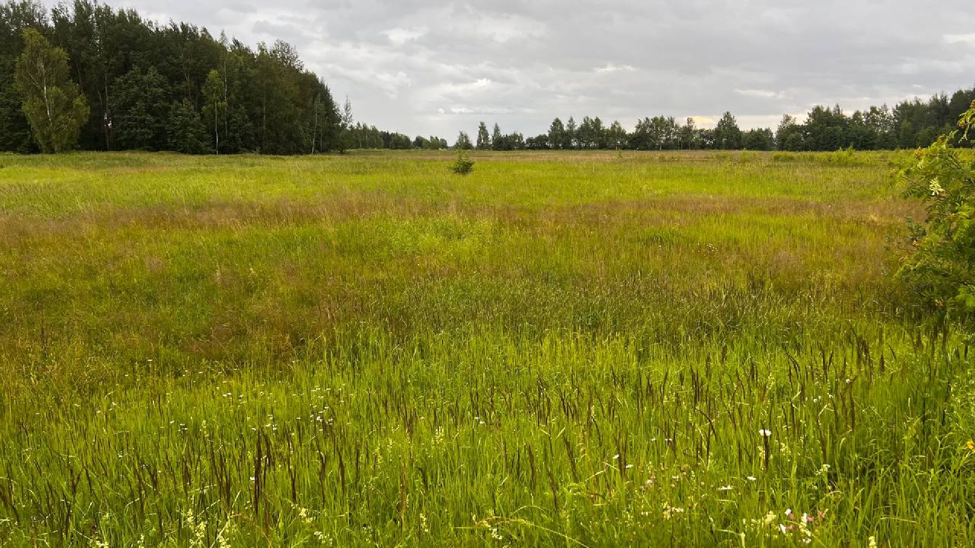сергиево-посадский городской округ, закубежье, борьба с борщевиком, жители,
