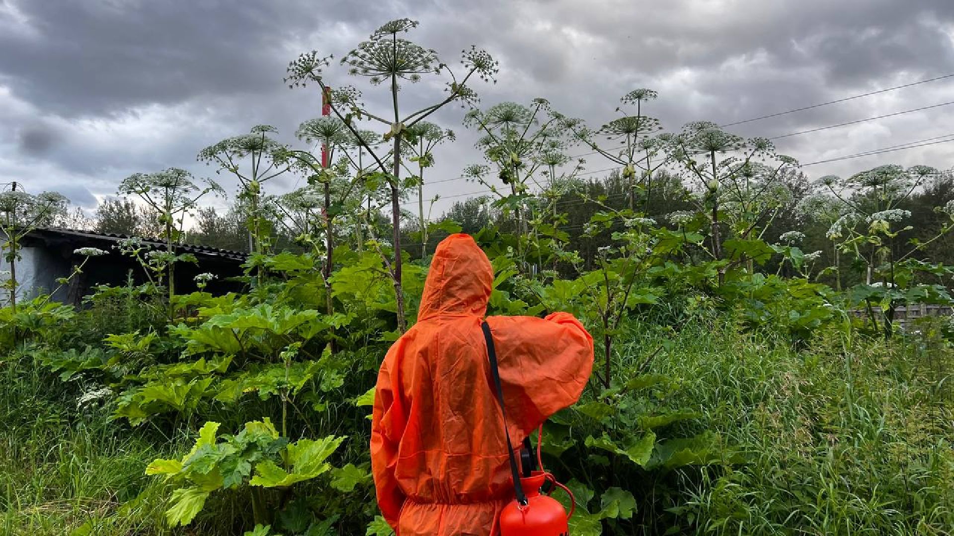 сергиево-посадский городской округ, закубежье, борьба с борщевиком, жители,