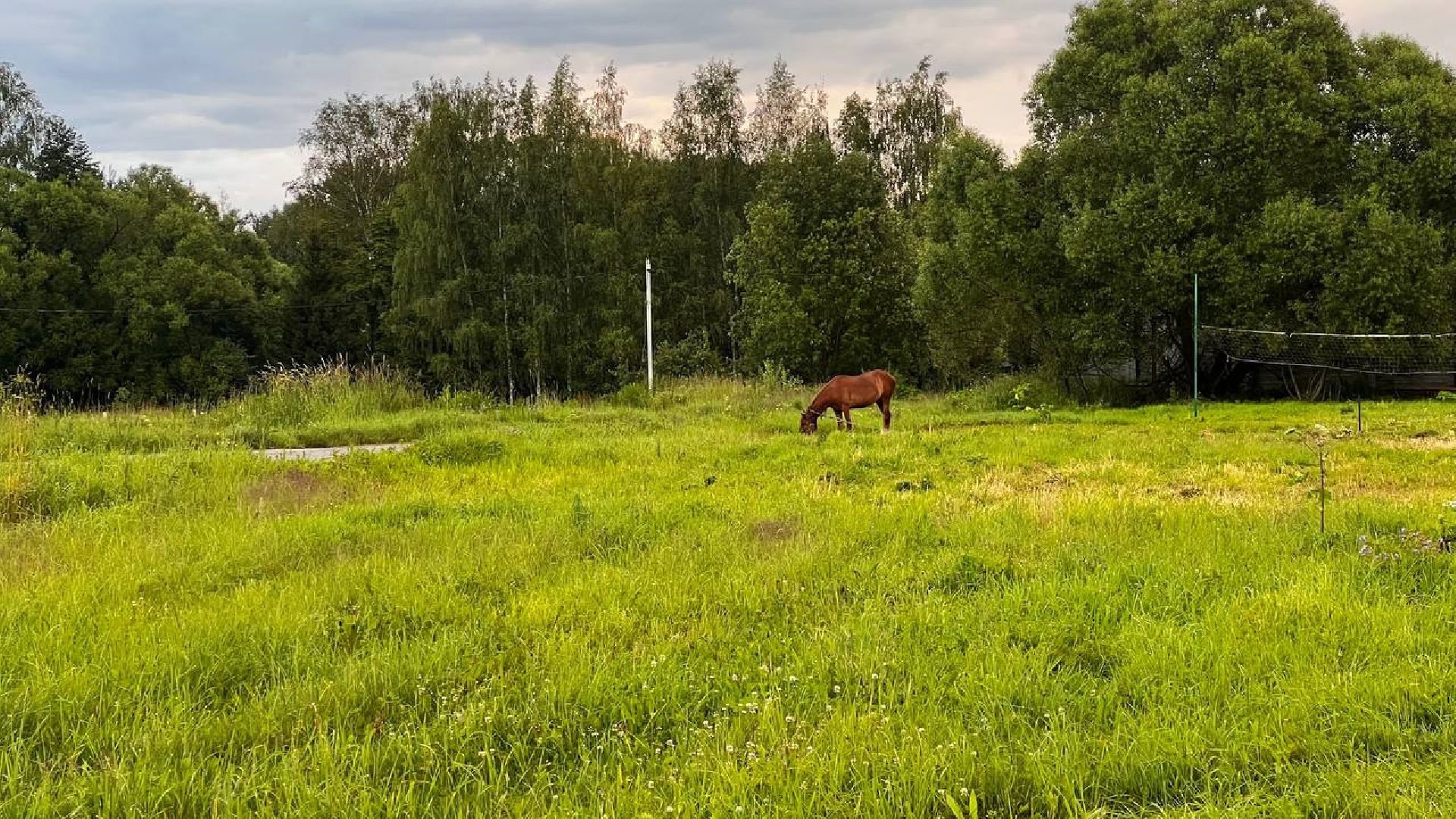 сергиево-посадский городской округ, закубежье, борьба с борщевиком, жители,