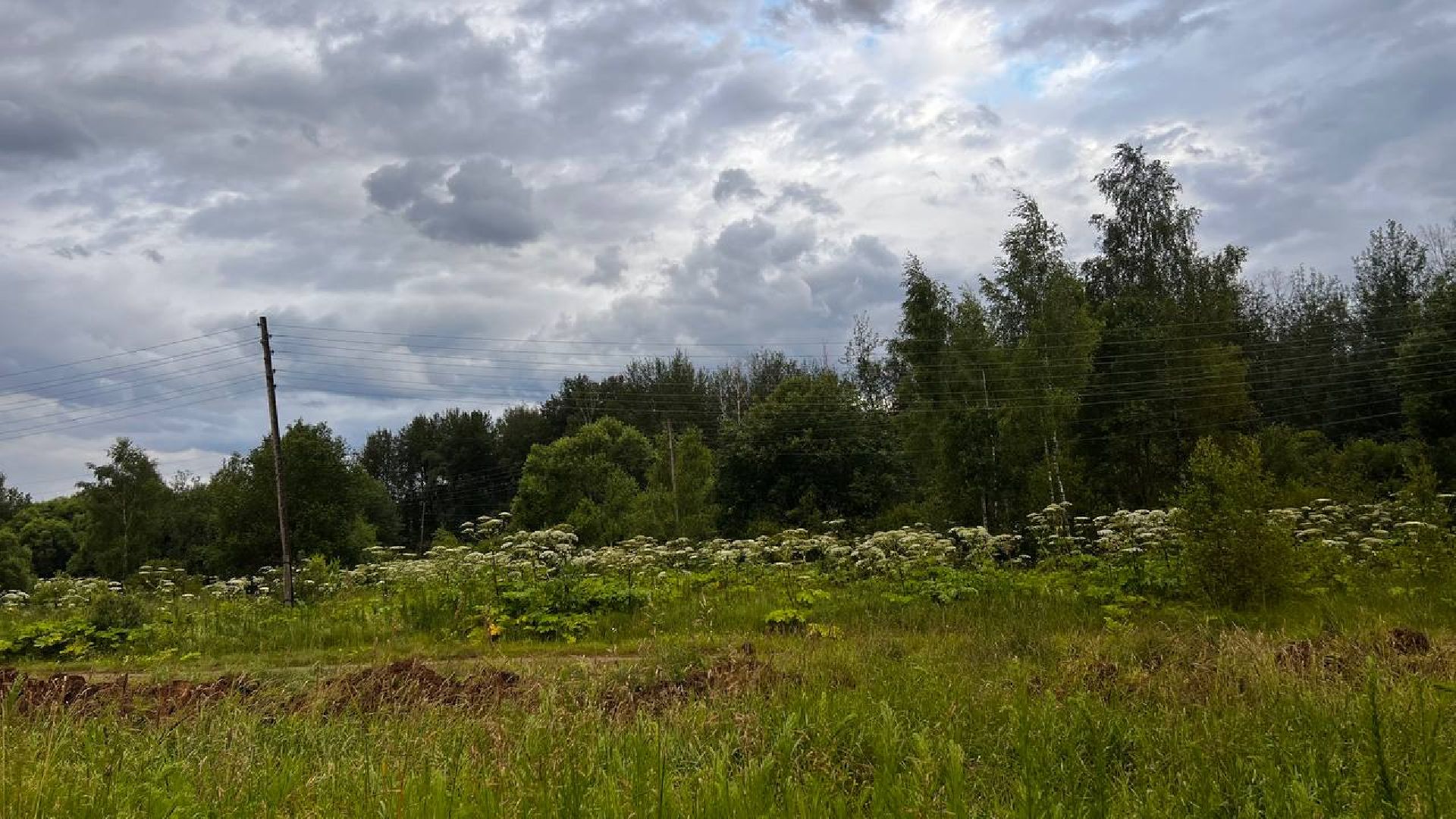 сергиево-посадский городской округ, закубежье, борьба с борщевиком, жители,