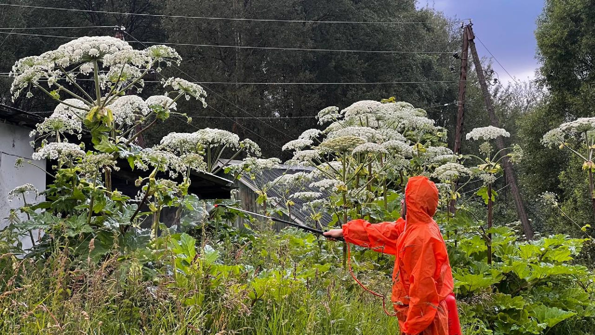сергиево-посадский городской округ, закубежье, борьба с борщевиком, жители,