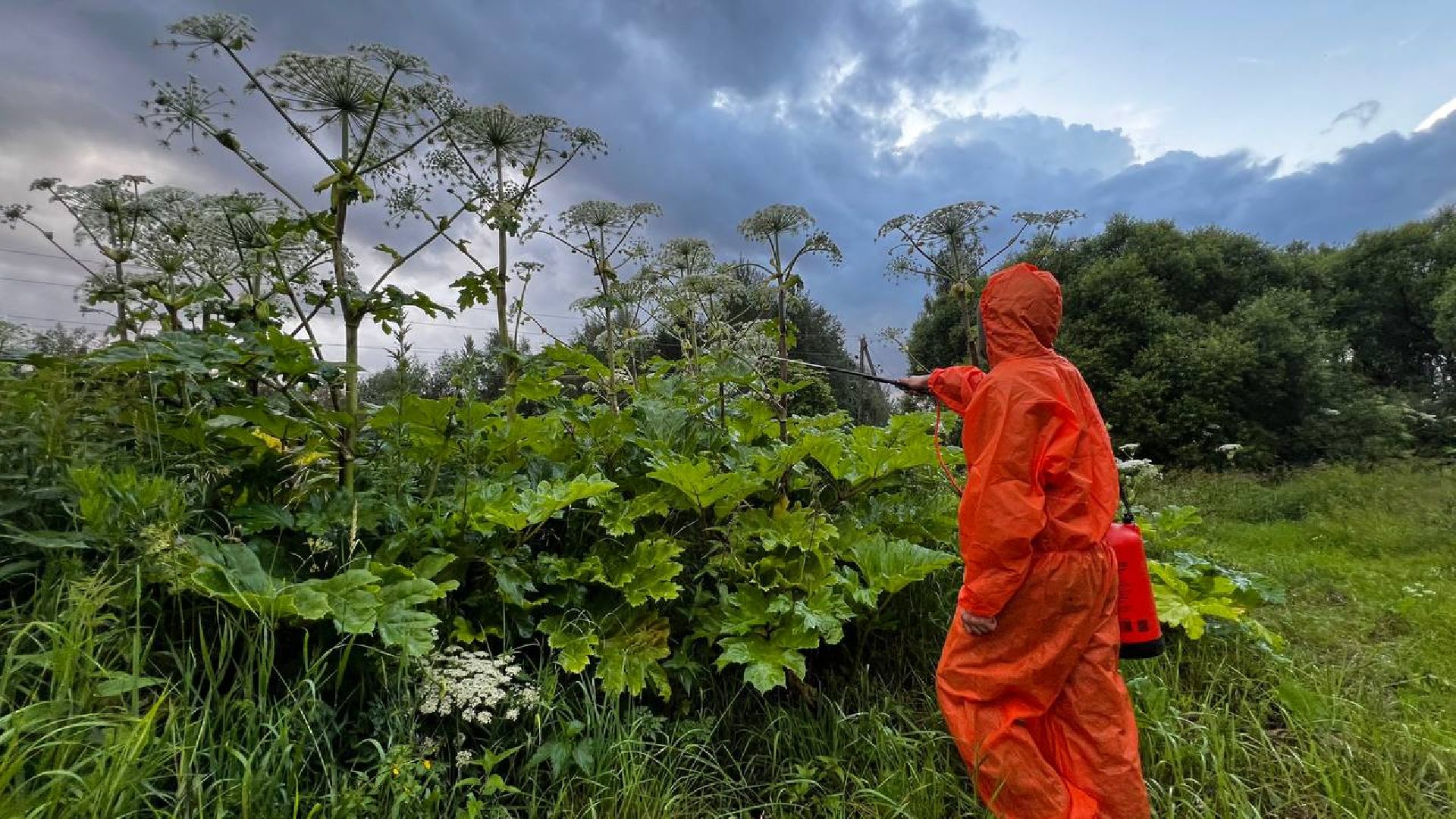 сергиево-посадский городской округ, закубежье, борьба с борщевиком, жители,