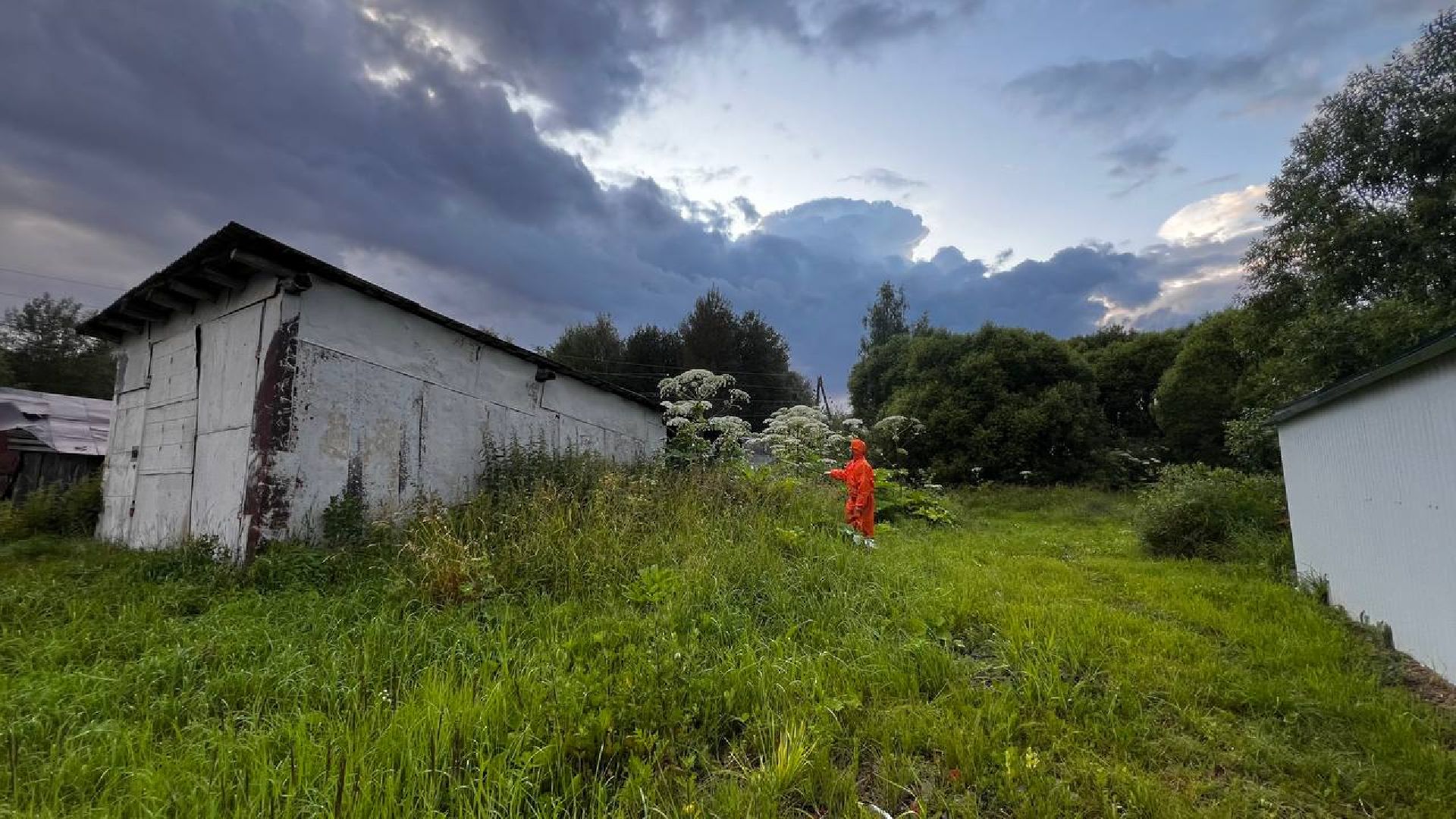 сергиево-посадский городской округ, закубежье, борьба с борщевиком, жители,