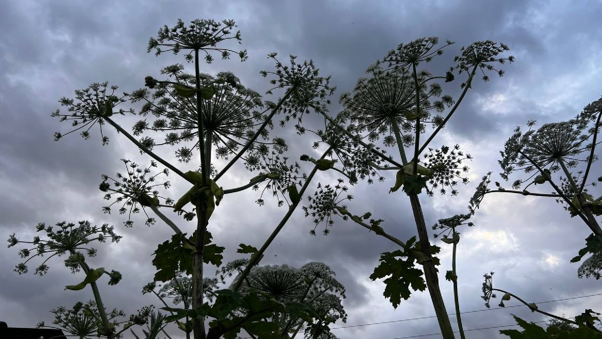 сергиево-посадский городской округ, закубежье, борьба с борщевиком, жители,