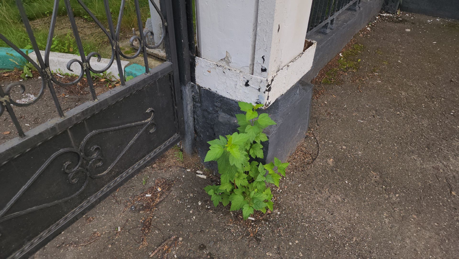 выездная администрация, орехово-зуево, благоустройство парка,